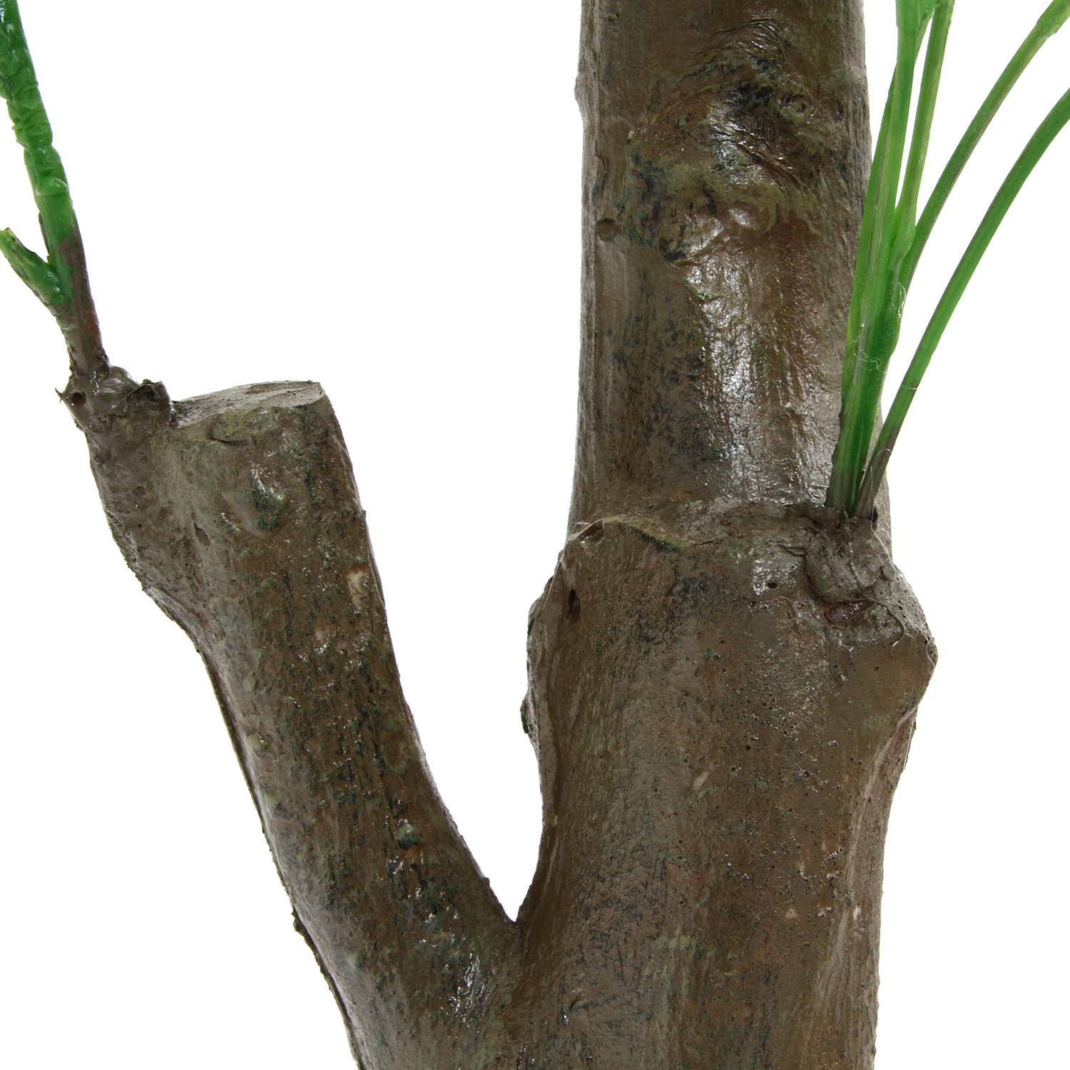観葉植物　パキラ　朴の木タイプ